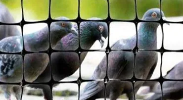 Pigeon Nets for Balconies +91 99012 39922 - Latest update - Pigeon Safety Nets In Horamavu  Contact : +91 9901239922