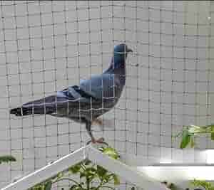 Pigeon Nets for Balconies +91 99012 39922 - Latest update - Pigeon Safety Nets In Marathahalli