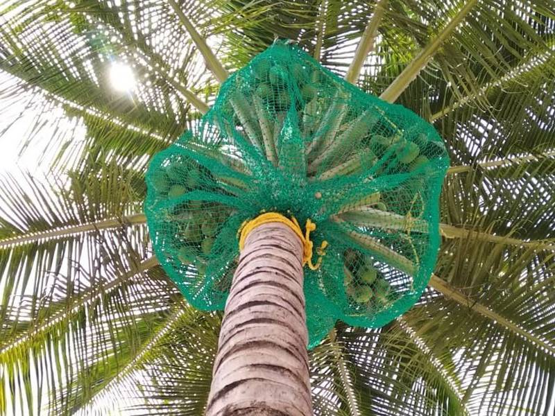 Pigeon Nets for Balconies +91 99012 39922 - Service - Coconut Tree Safety Nets