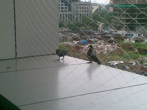 Pigeon Nets for Balconies +91 99012 39922 - Latest update - Bird Nets In WhiteField