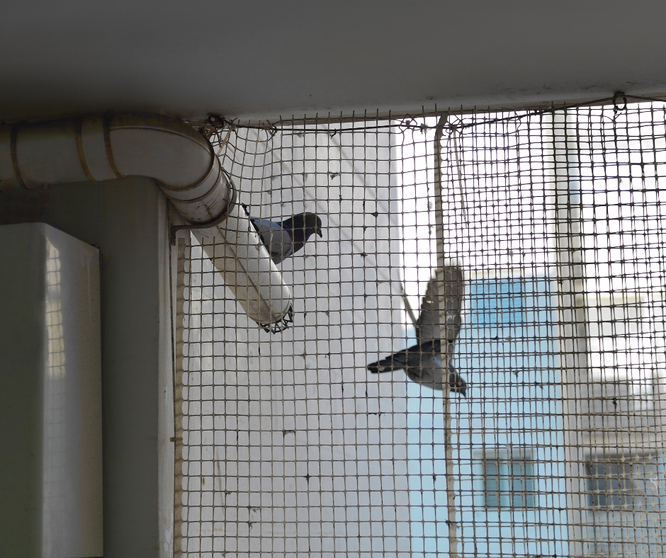 Pigeon Nets for Balconies +91 99012 39922 - Latest update - Pigeon Safety Nets In Kakinada