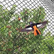 Pigeon Nets for Balconies +91 99012 39922 - Latest update - Anti Bird Nets In WhiteField